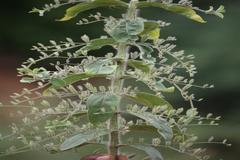 Indoneesiella longipedunculata